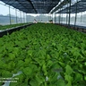 Agriculture Equipment Greenhouse Accessories Vertical Farming  Super NFT Channel Growing System