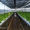 Agriculture Equipment Greenhouse Accessories Vertical Farming  Super NFT Channel Growing System